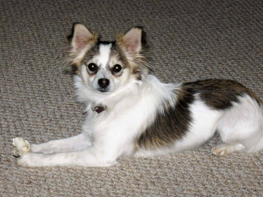 My dog Foxie