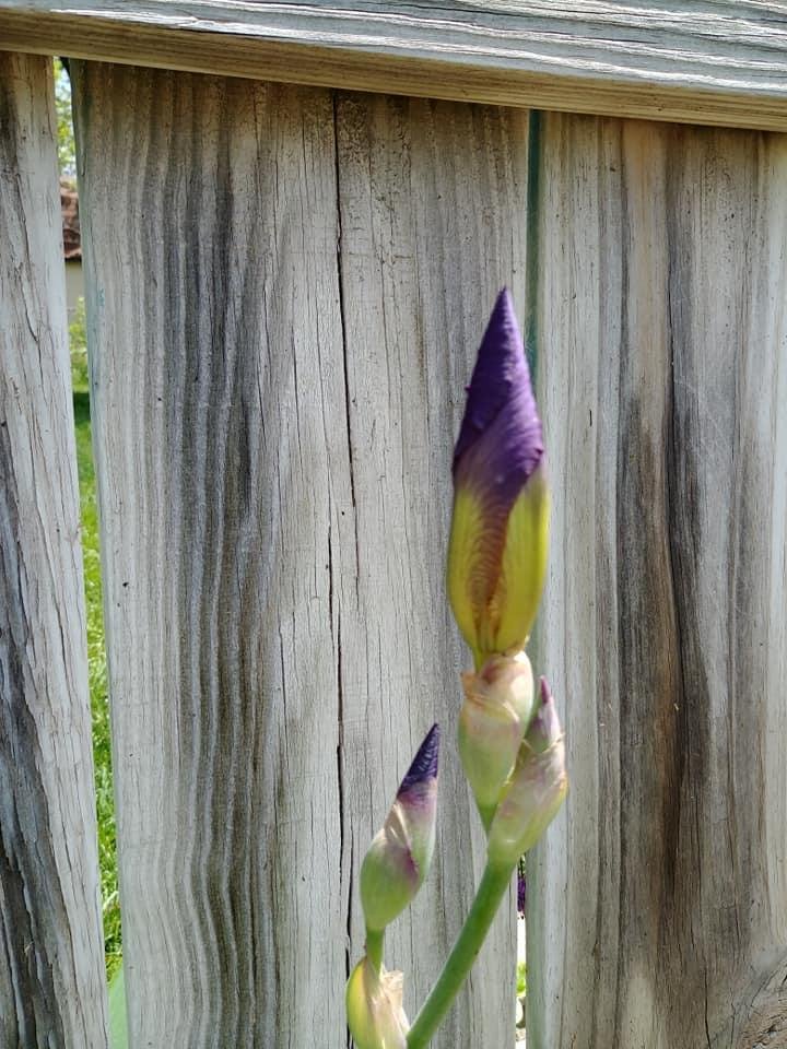 Rita Rivard's album, Mobile Uploads