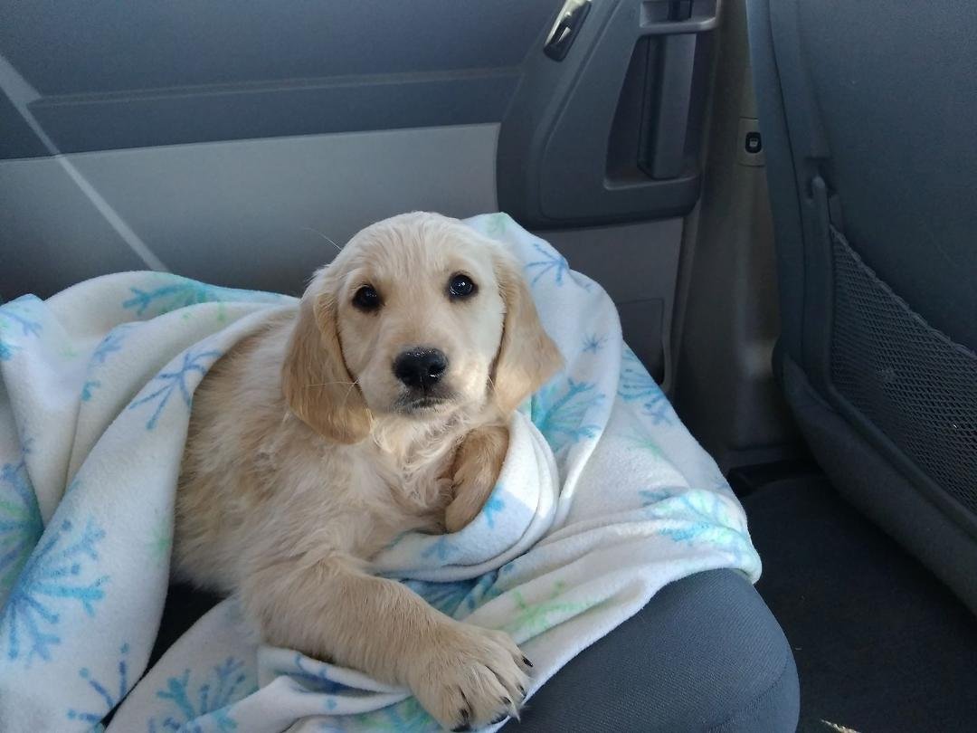 Got us a dog. Yay my birthday present from my beautiful wife. Love you Kristy Wallace.