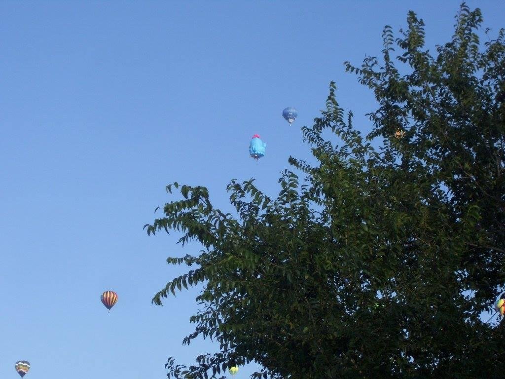 Didn't make it to the field Sat morning. Pictures from Americas Best Hotel on Alameda. Dirk Lang, the light blue balloon in the tree is a new Balloon from Brazil that is a chicken.