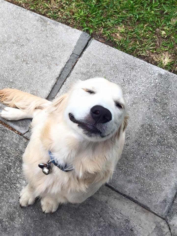 My name is Hank and I peed on the floor and chewed the rug....Britton Fuller grounded me..