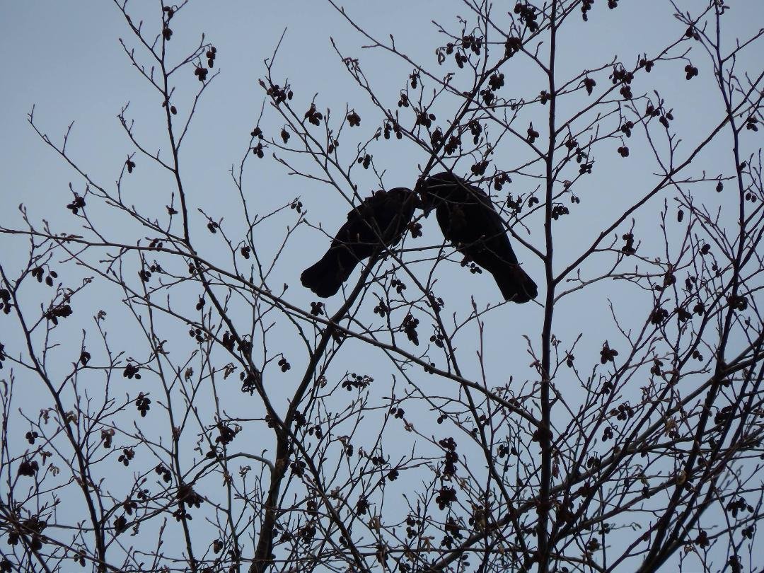 Crow Spring Love