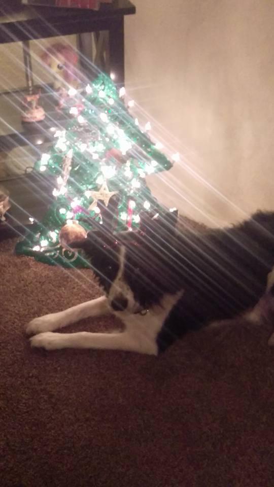 Our Fristmas Tree is BRIGHT af