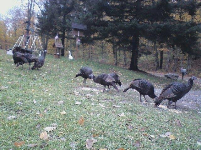 Happy Turkey Day!