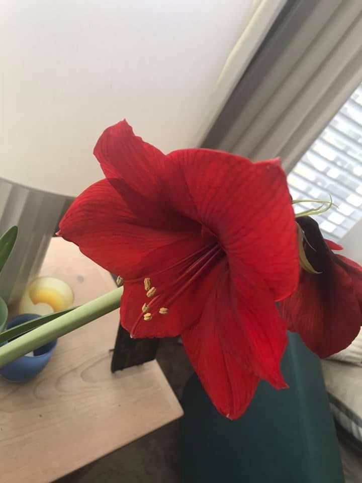 Sofia Kenny's album, Mobile Uploads