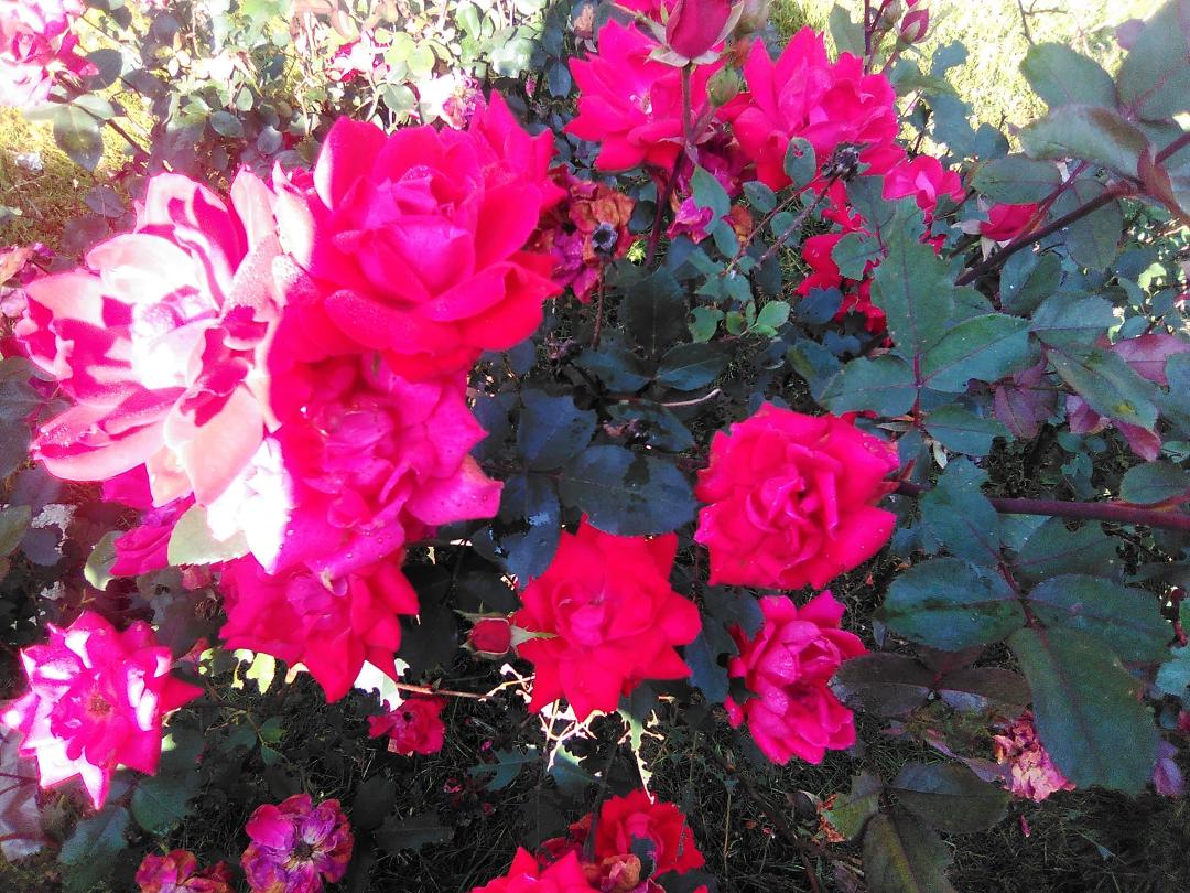 More Beautiful Flowers up Elkridge!!! Thanks Toni Williams