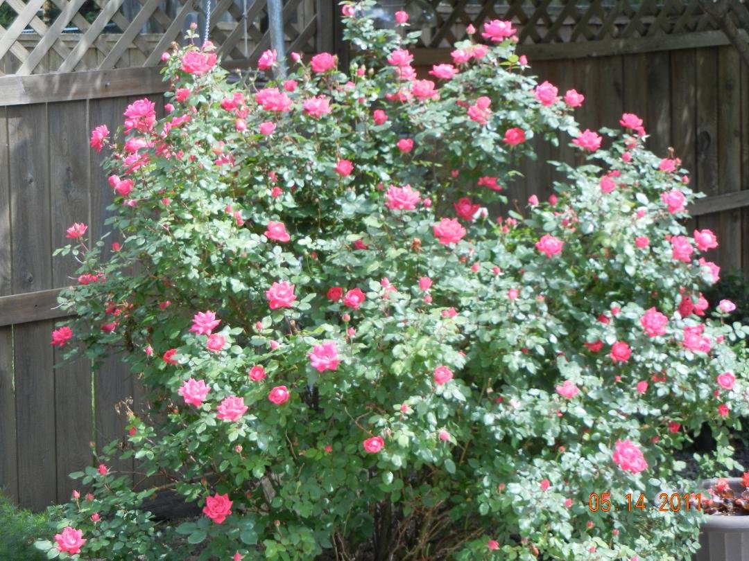 My knockout rose is covered with buds and beginning to bloom.