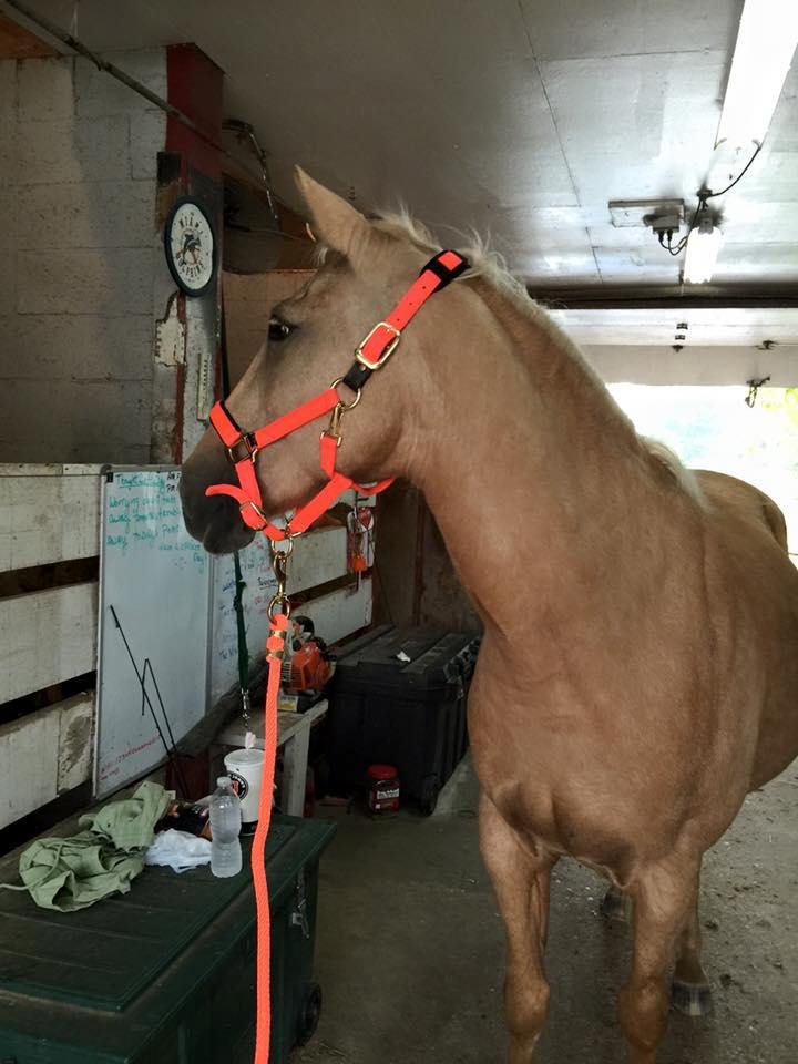 Sunnie loves to model new tack. This is her good side LOL