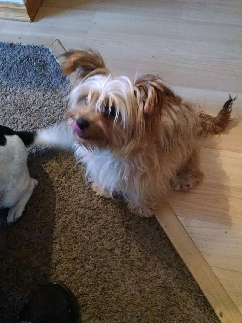 Newest member of our family. Katie calls her Jelli Belli.