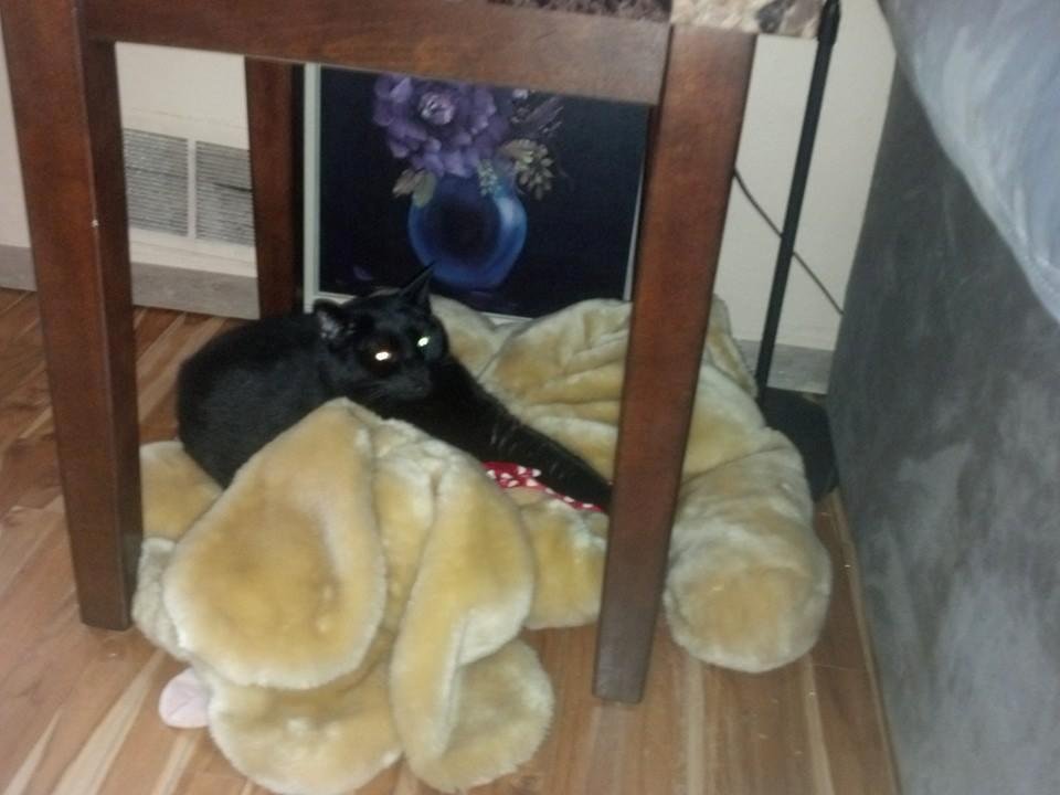 My Mommys kitty is finally feeling at home!!  She's doing great!!! No need to worry anymore Mom, we know you were! "We luv and miss you whole lotsa bunches Mom!!"