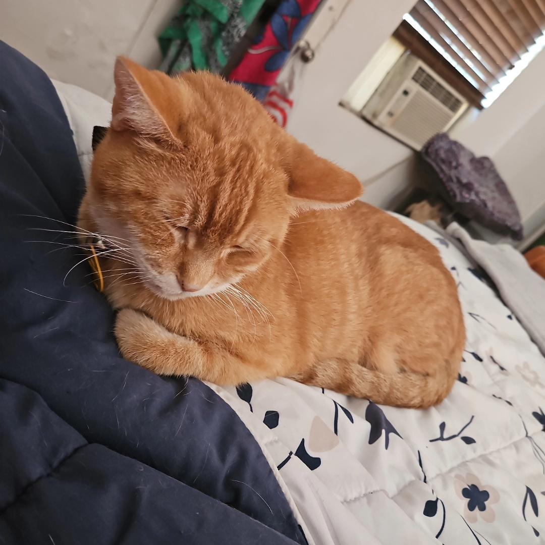 Love my cat so much! 14 years together ❤️