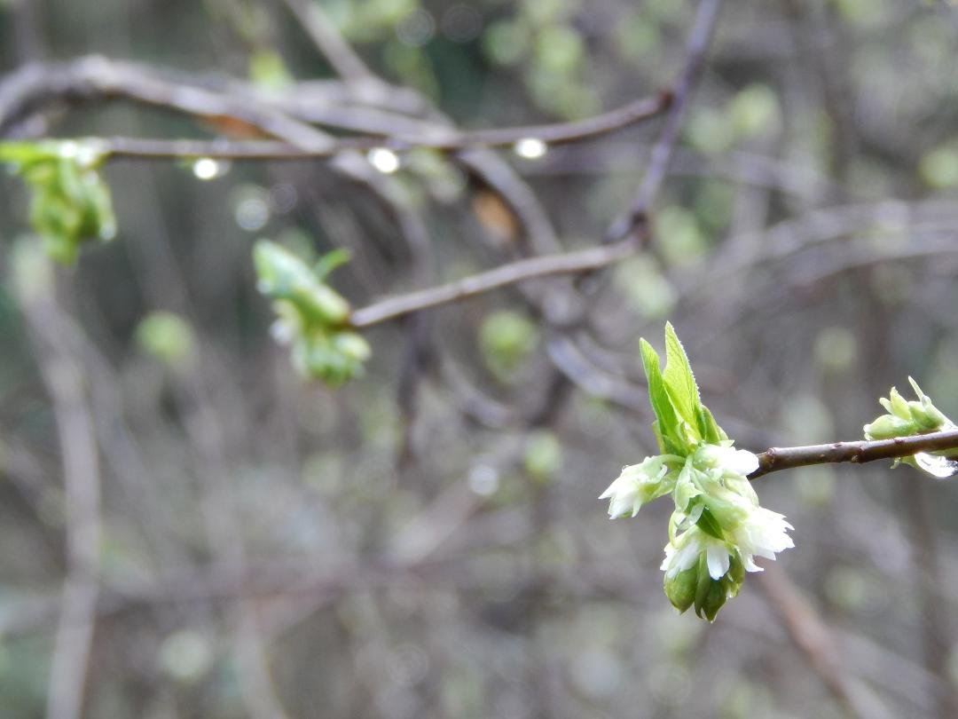 Spring droplets