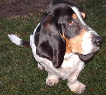 This was our fourteen and a half year old basset hound who passed away February 7th 2010. Carolina girls the best in the world.