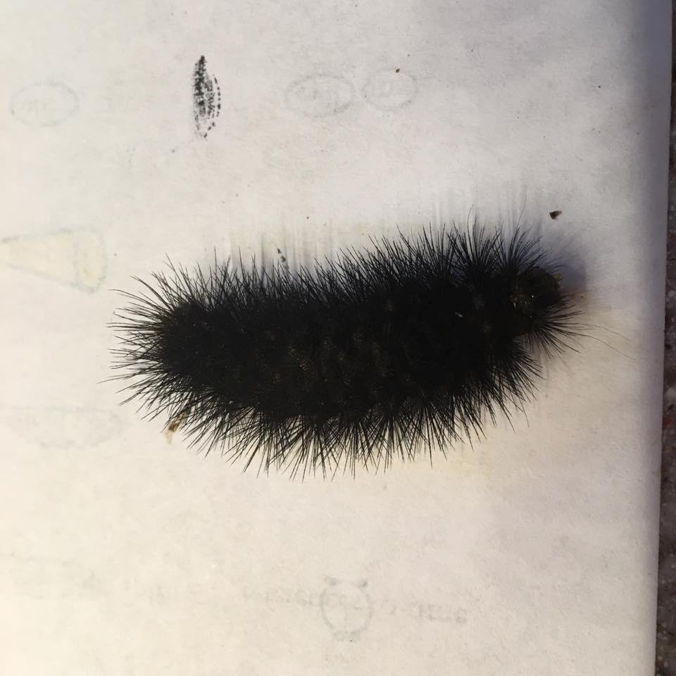 Okay, my KY friends - I found this little wooly worm in the backyard this morning. What prediction does he bring us!