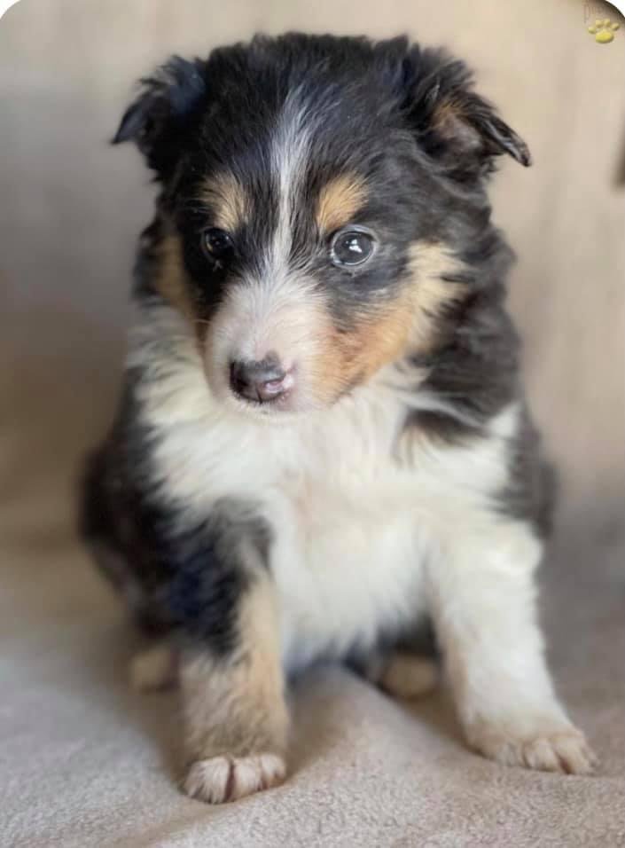In two weeks our Australian Shepherd puppy will be personally delivered from Pennsylvania! I think I bought everything she’ll need. Ollie chose the name Robotica. So excited can’t wait!
