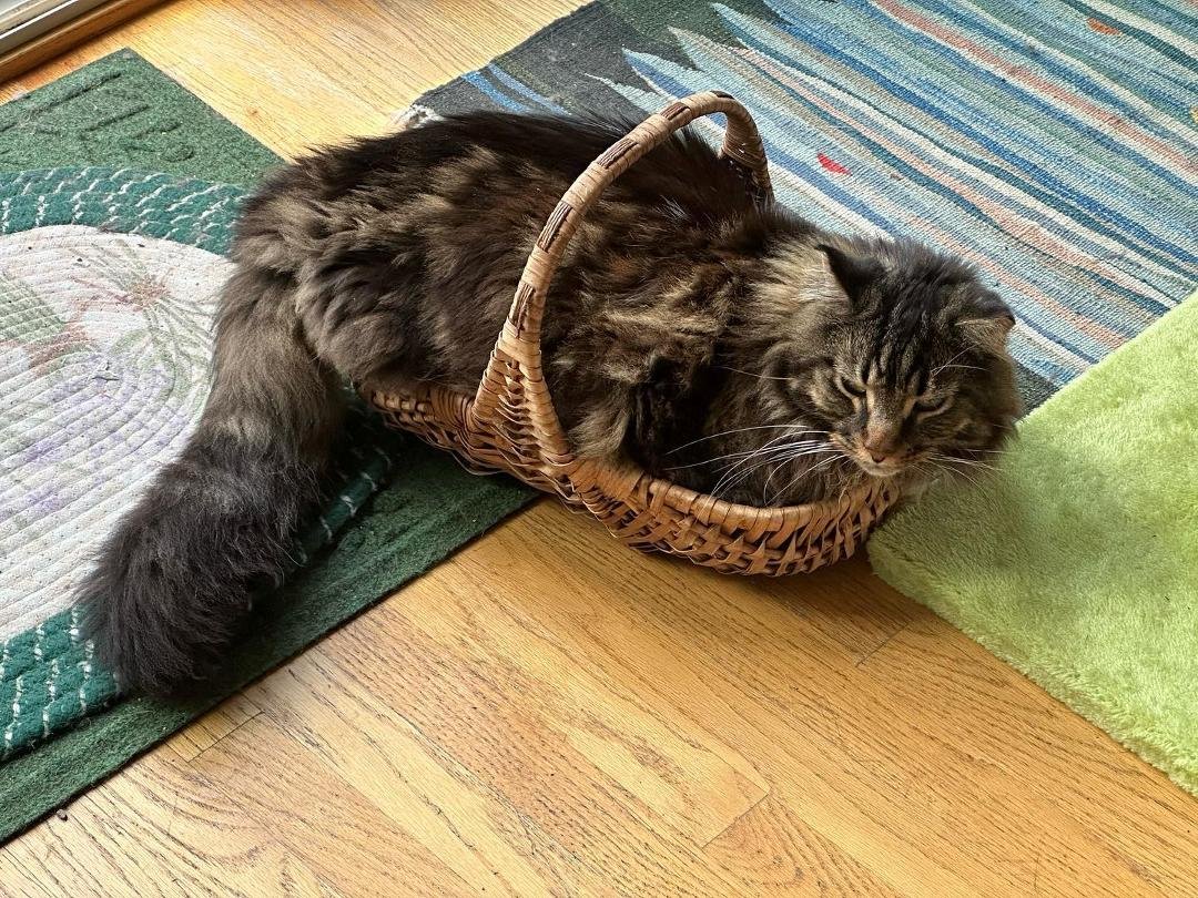 Small basket - Big cat!!!