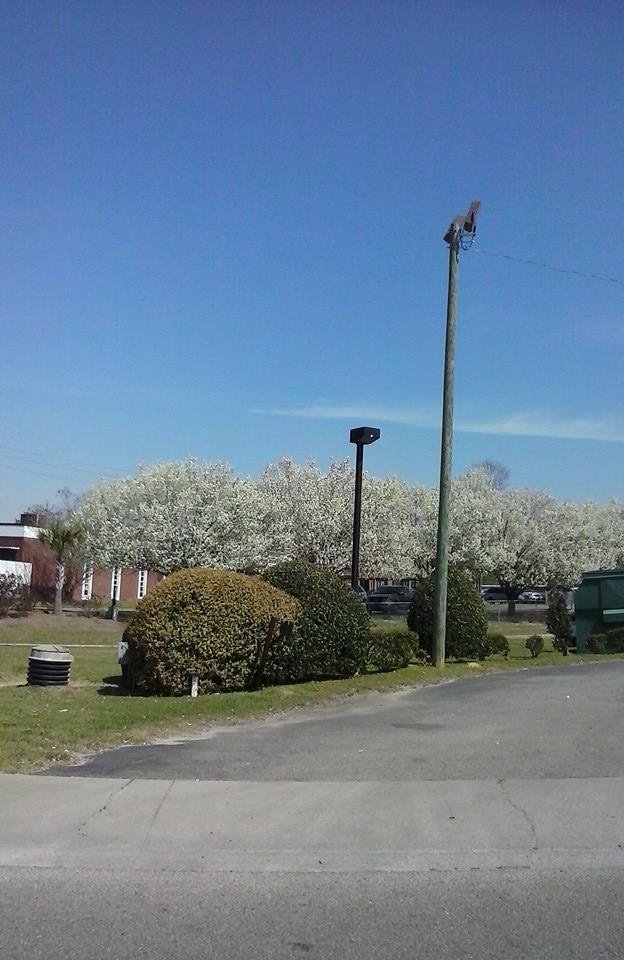 The Bradford Pear trees are all in bloom here..these are my neighbors and the big group is by a high school entrance