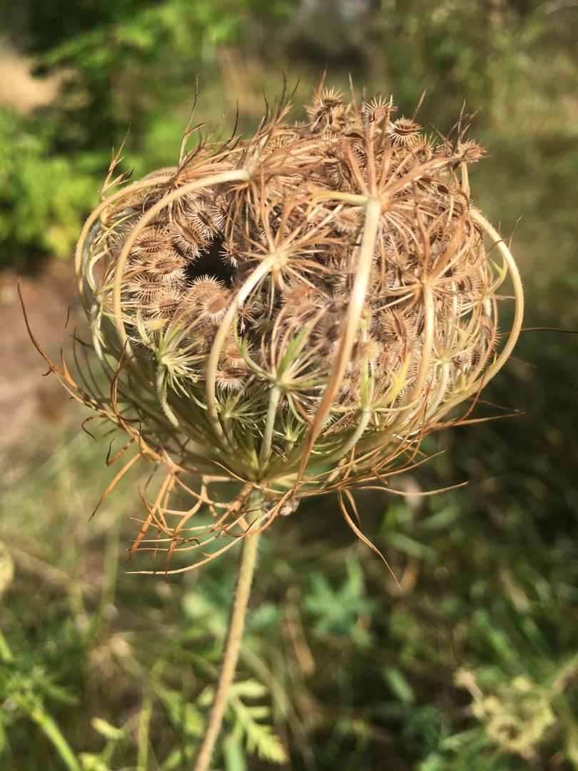 …. carrot gone to seed…!