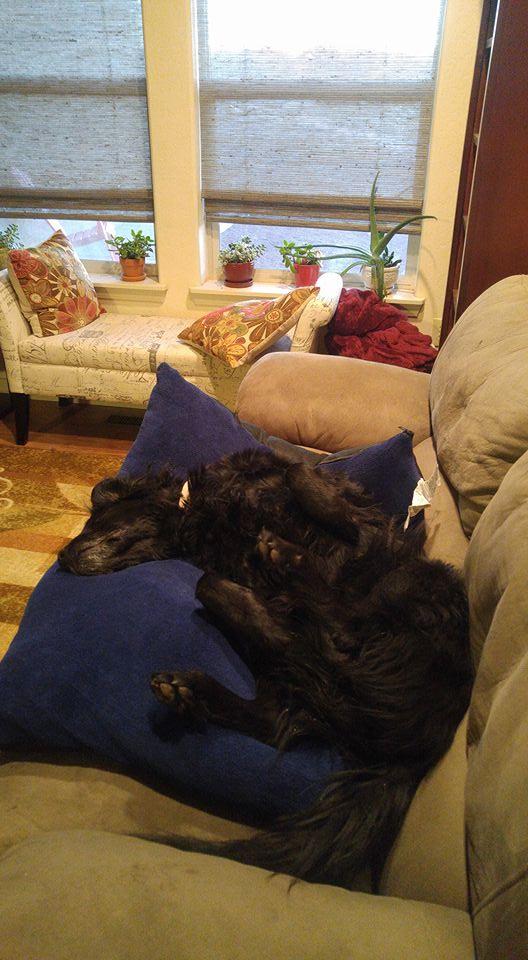 I can't get Shady to stay off my couch, so I put the dog bed on the couch. I guess you have to pick your battles.