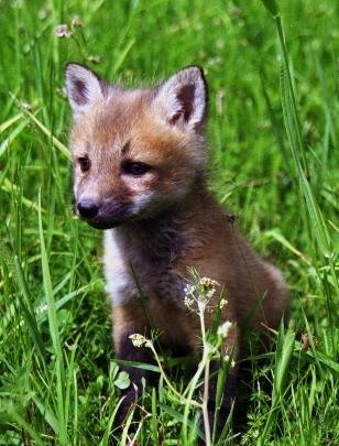 My baby fox.  Yay.  first time I was able to get a picture to post here.