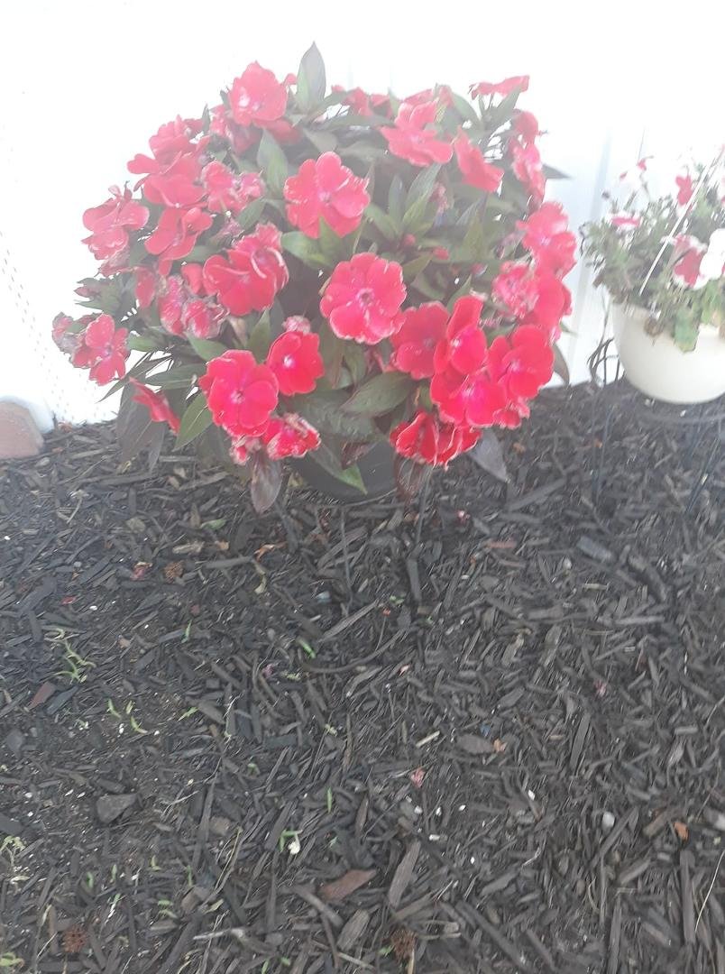 Stephanie got me this Impatient for Mother's Day..it got really bug..