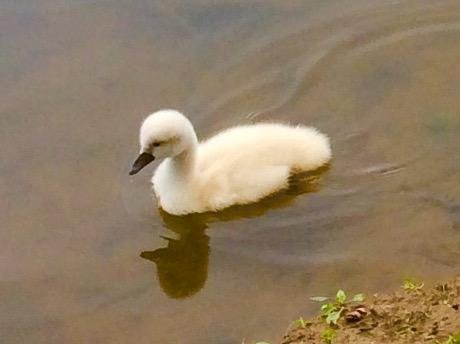 My little duckling this morning...isn't it sweet?