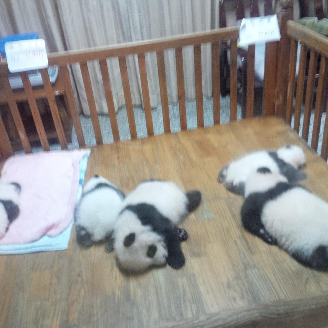 Panda Research Facility in Chengdu - too cute!