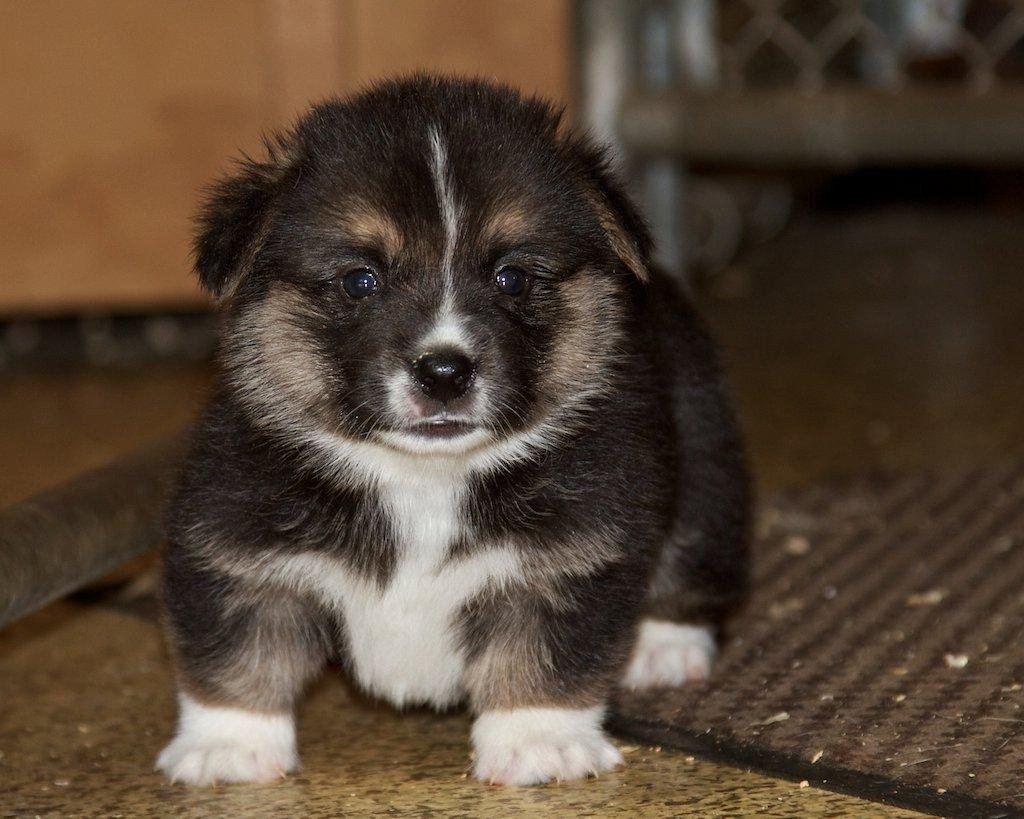 the pups are growing up - 4 left for sale - I am donating proceeds over my cost to Boyd Martin's Fire Victims Fund