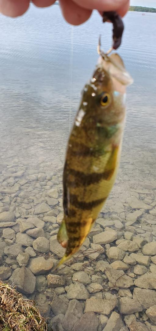 Nice perch