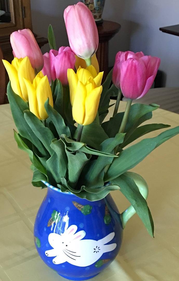 Lovely springtime tulips