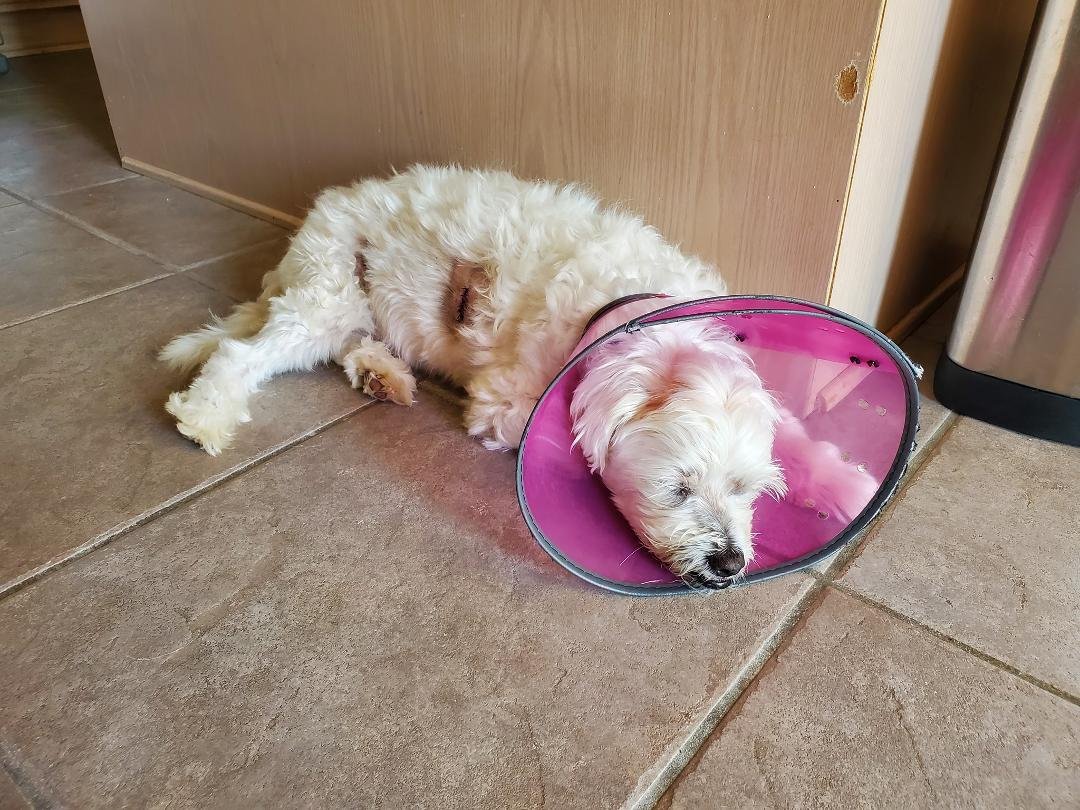 Poor Bear had some teeth pulled and a couple of benign tumors removed, and now he has to wear a cone.