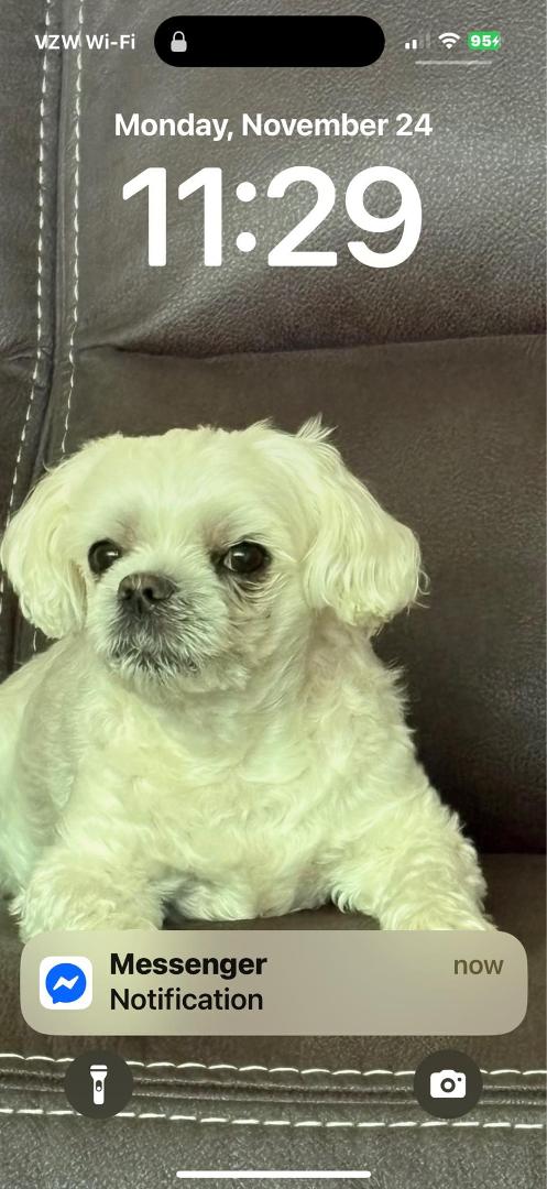 2013 and 2026 Cooper, Happy 13th birthday tomorrow 1/21🐶🐾