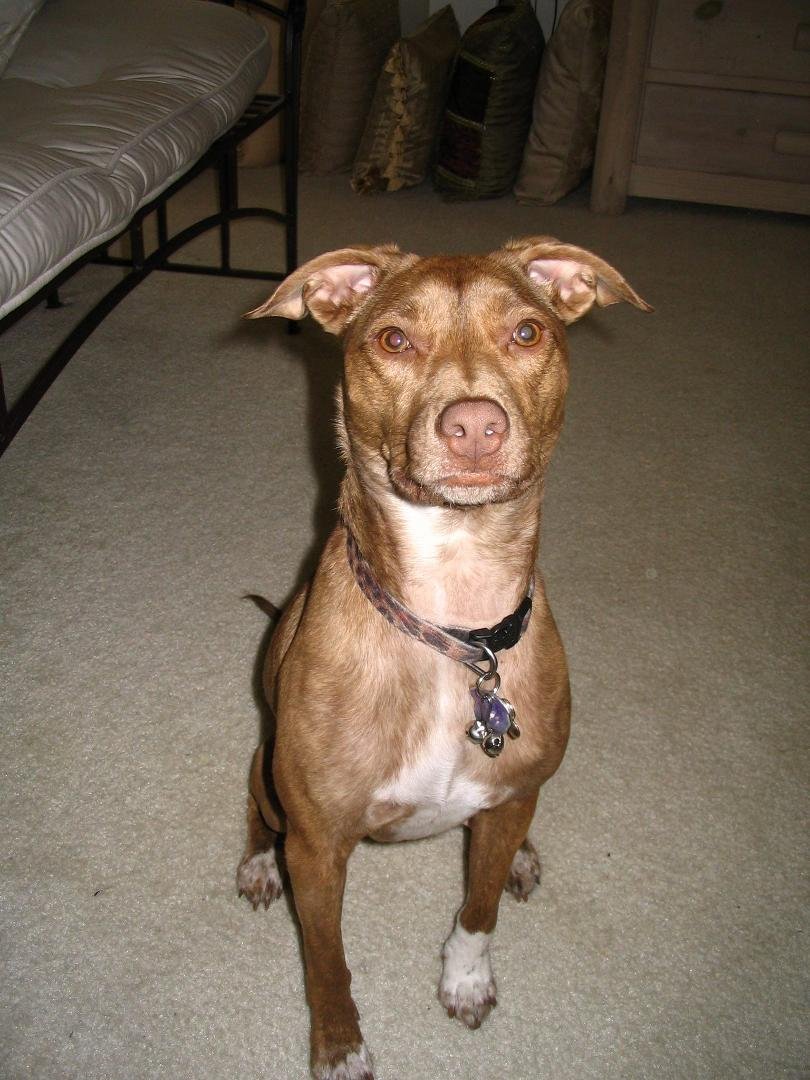 Final TBT - my doggie, Coco in 2005. Other than a little gray around her muzzle, she looks exactly the same today.