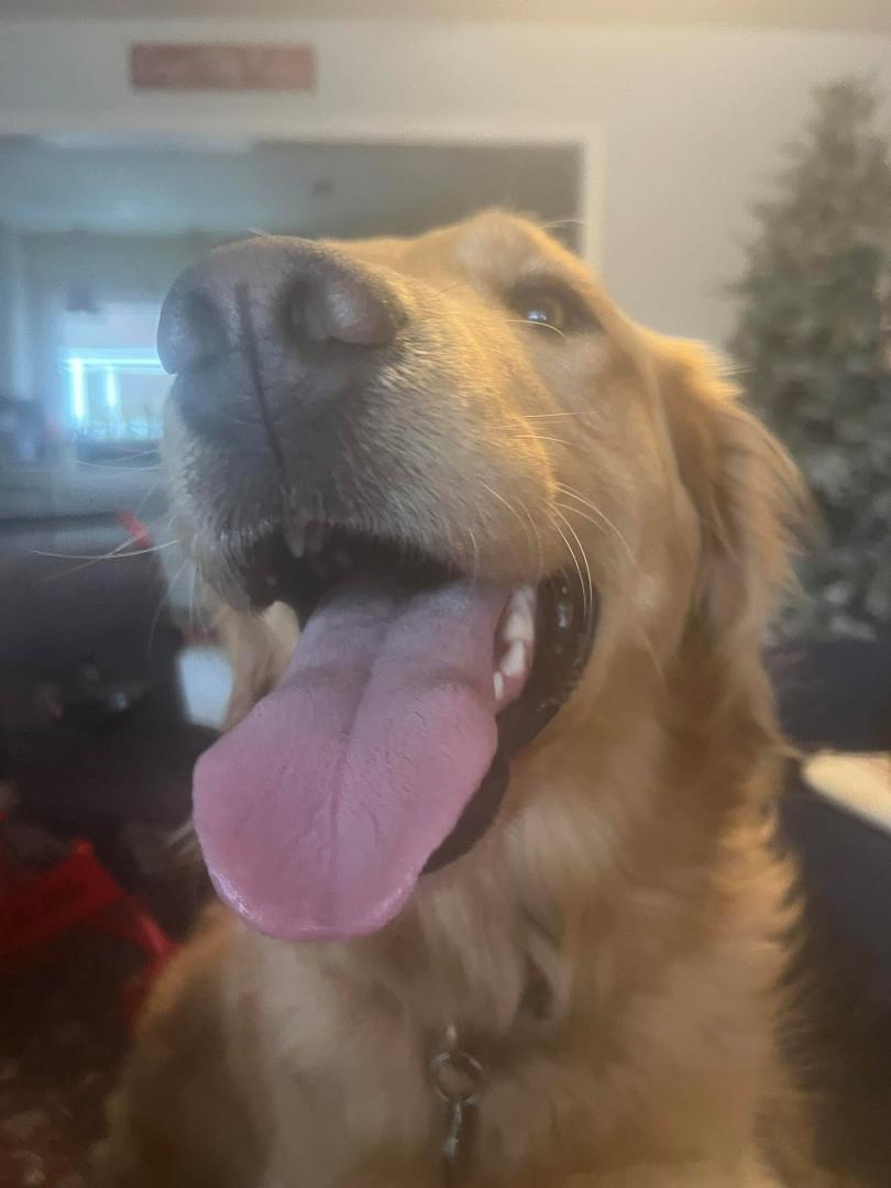 I may have to up my blood pressure meds if Addy keeps this up. She’s running around like Satan, seeing what she can devour! Rainy days are tough on a pup and her owner!