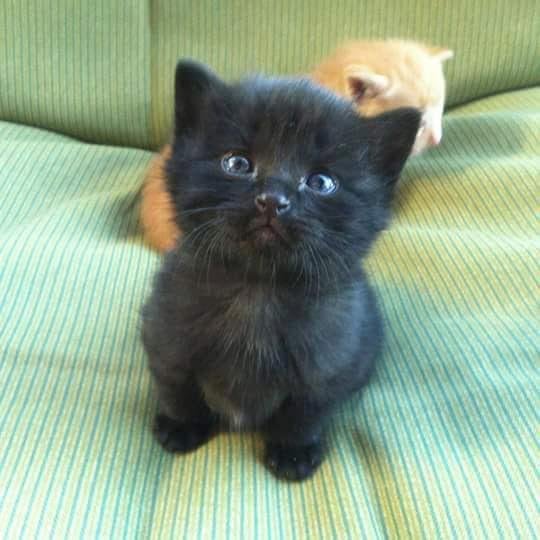 My Favorite Kitty from FACEBOOK