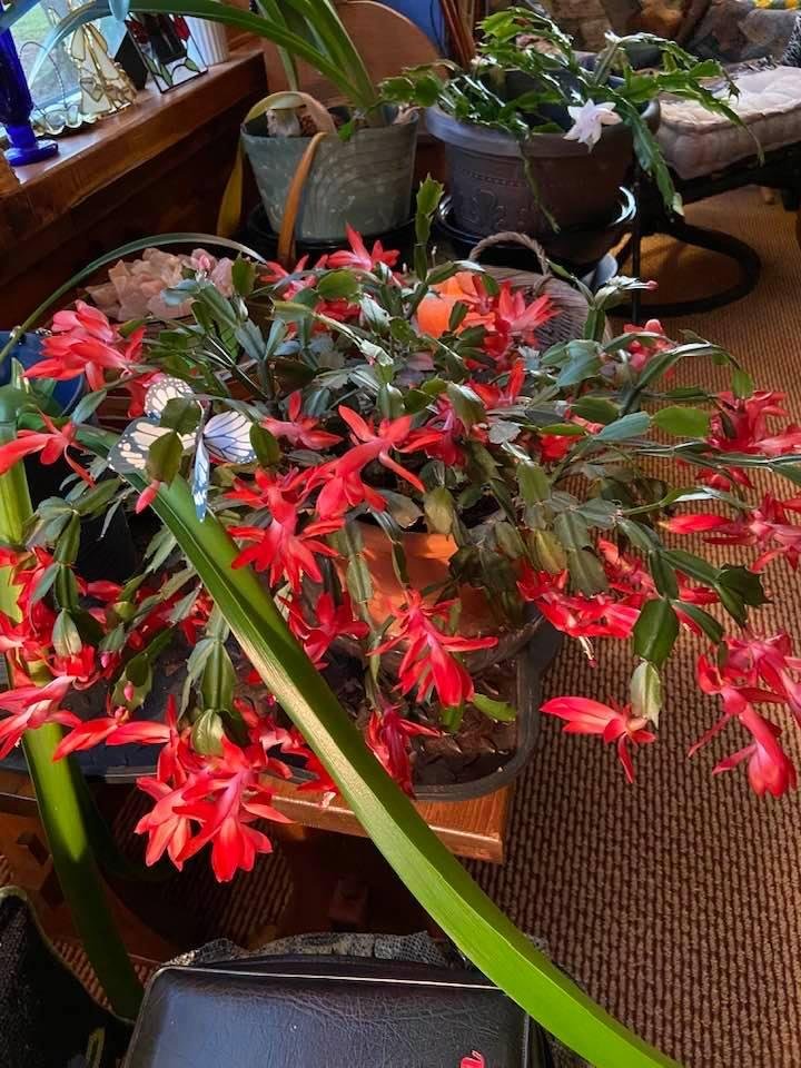 Eileen Adamczyk's album, Timeline Photos