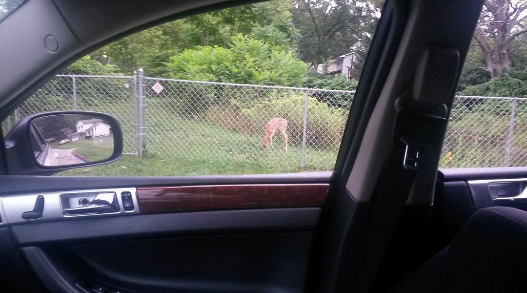 Fawn living in the retention pond at the corner of Morningside and Timberlane.