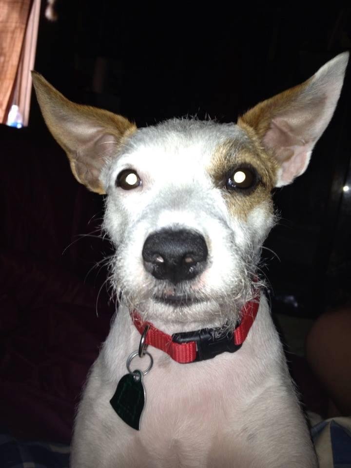 My Lil doggie