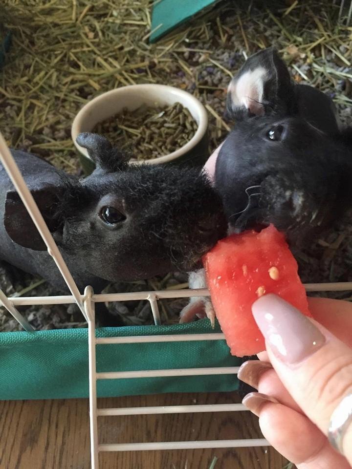 Meet the newest members of our family. Mr. McGoo on the left and Mr. Bigglesworth on the right. Two hairless guinea pigs, chocolate and chocolate and white. Can we say spoiled babies.