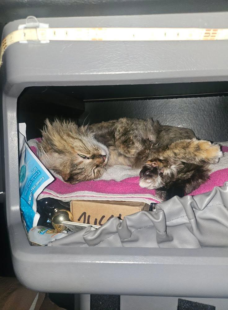 Dixie sleeping in her cubyhole