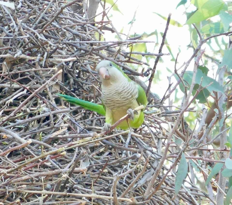 Ajijic Parrot!