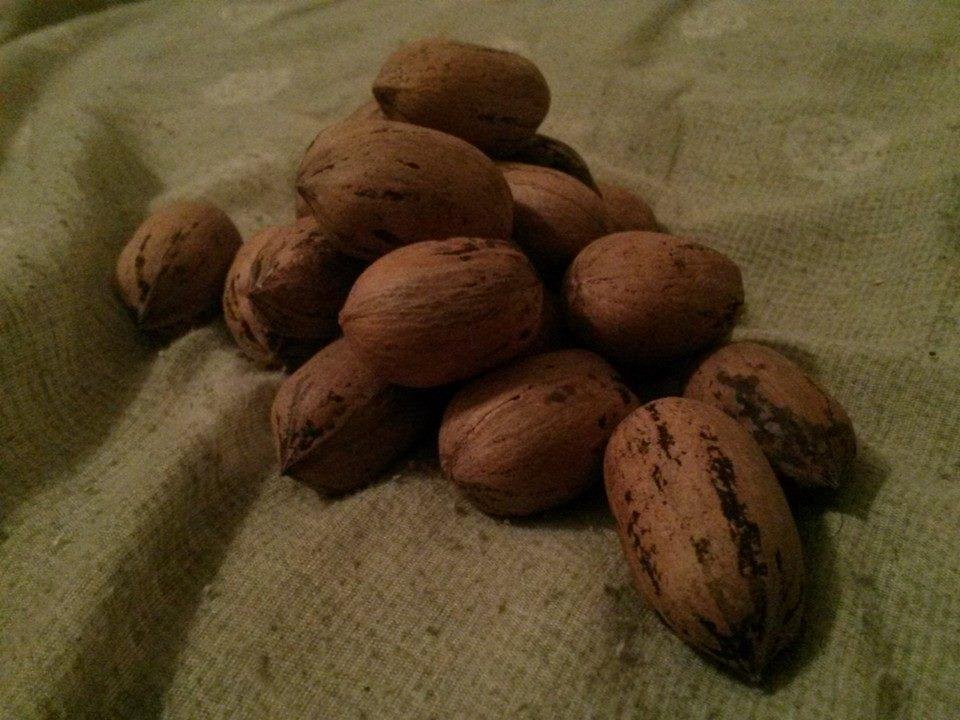 Anybody selling some pecans, the big ones, called paper shell....lmk .thanks