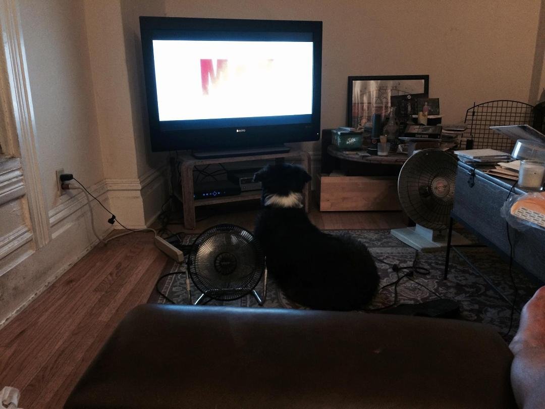 Loxi enjoying an animal commercial!