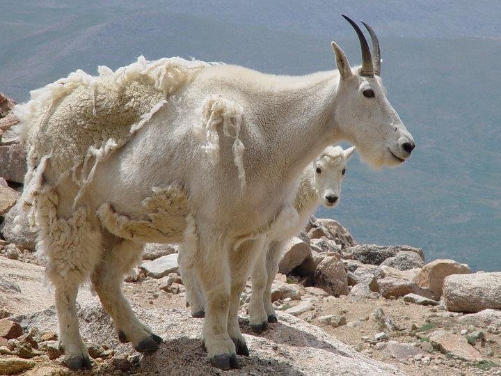 Mountain Goats Mt. Evans, Colo.