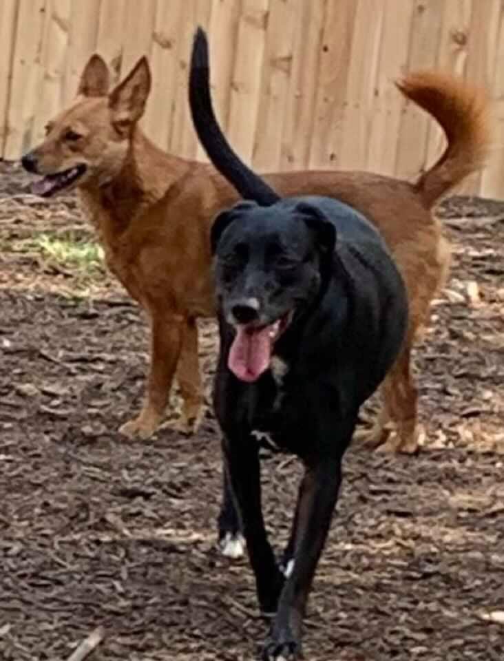 My two 4-legged children enjoying the newly fenced backyard!