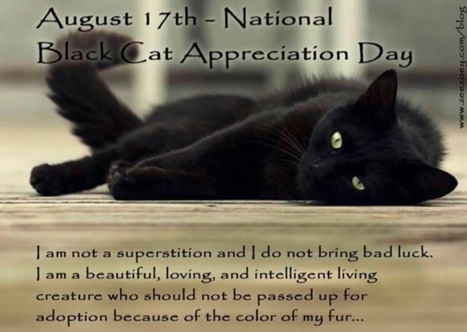 Black cats are awesome!♥️ 🐱