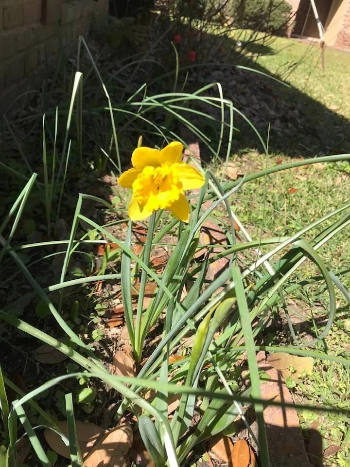 First daffodil ! Many more to follow !