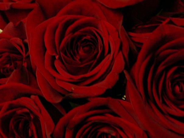 Red roses from an earlier birthday.