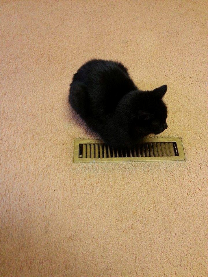 Napoleon must be cold when he came upstairs this is where is laid . He hasn't moved  I think he's waiting for the heat to come on .