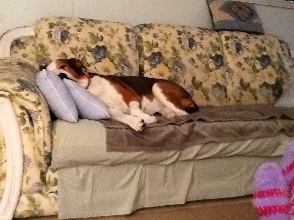 Doesn't she look comfy?